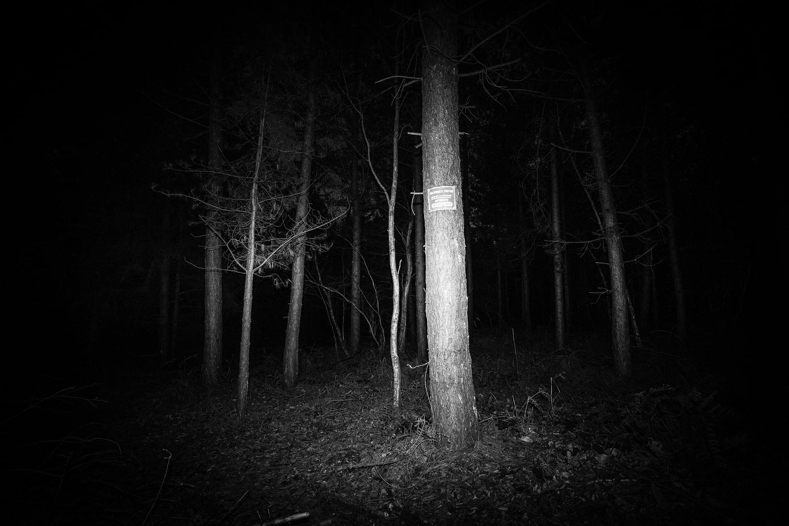 Forbidden Forest — photo 1