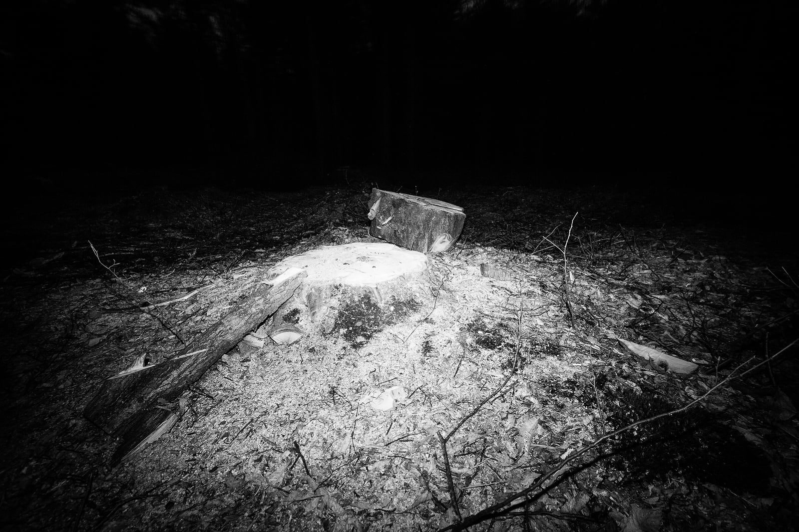 Forbidden Forest — photo 2