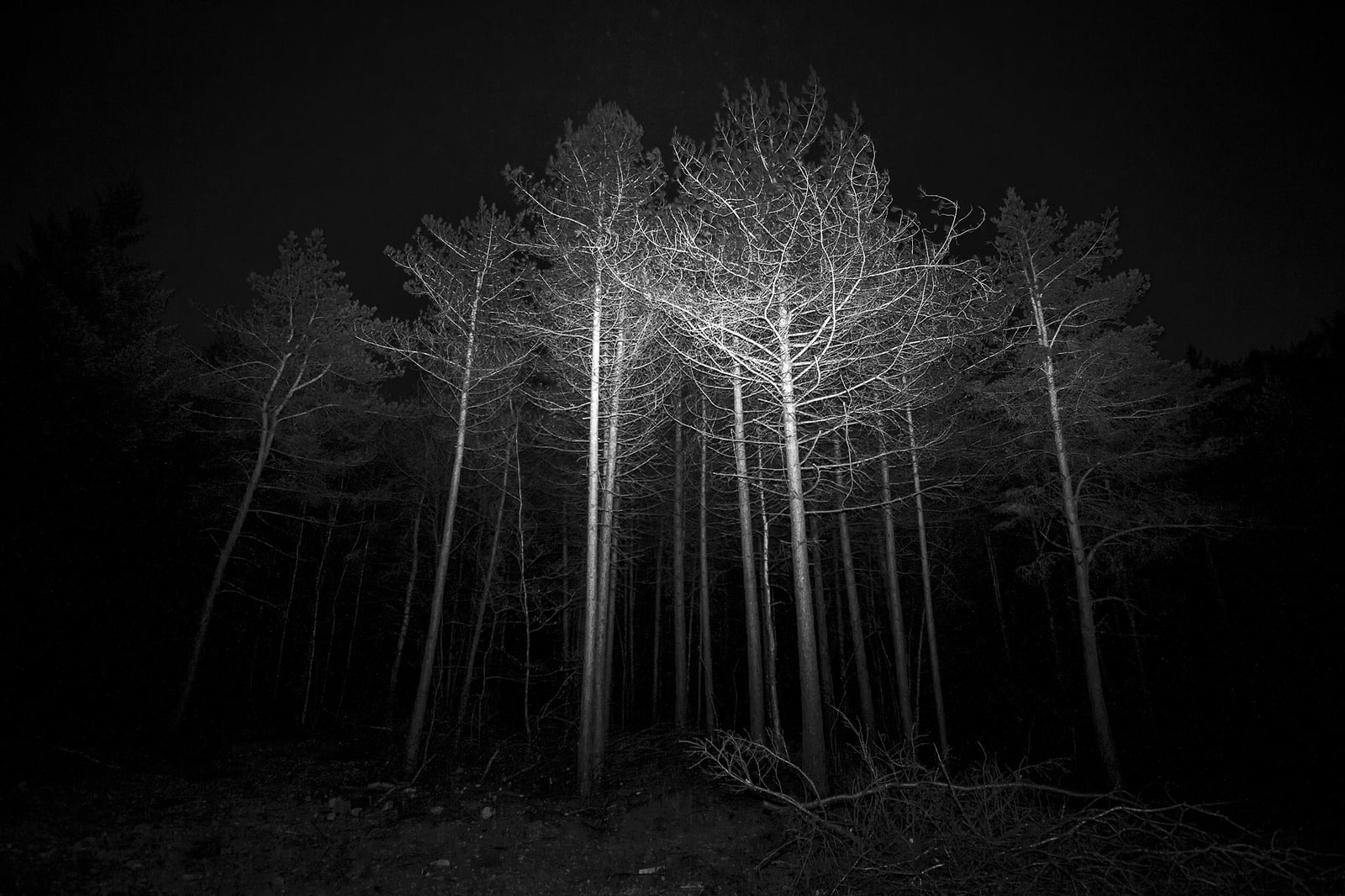 Forbidden Forest — photo 3